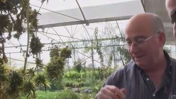 Plantas que curan T1E3